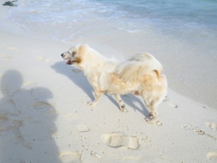 海辺のイヌ